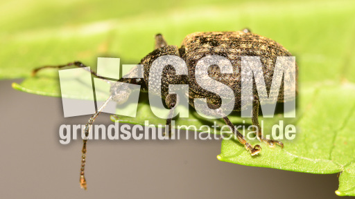 Gefurchter Dickmaulrüssler (8).jpg